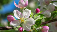 jabloň flower-3348317 1280